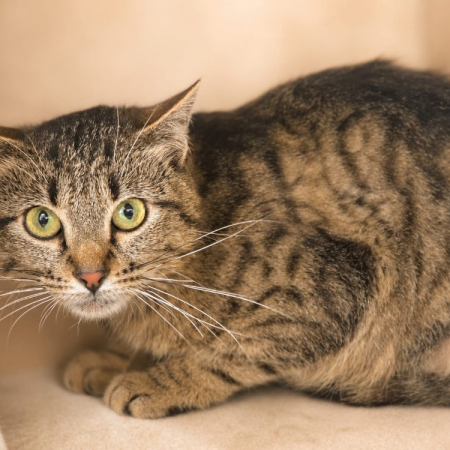 Photo de Fantomette