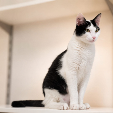 Ares - Chat Européen à adopter
