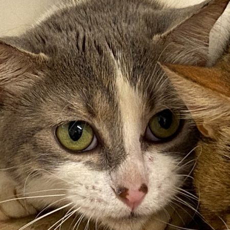 Dany - Chat Européen à adopter