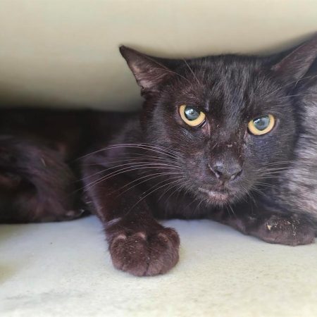 Alabama - Chat Européen à adopter