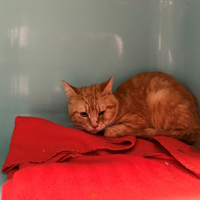 Garfield