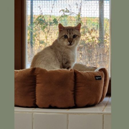 Achille - Chat Européen à adopter