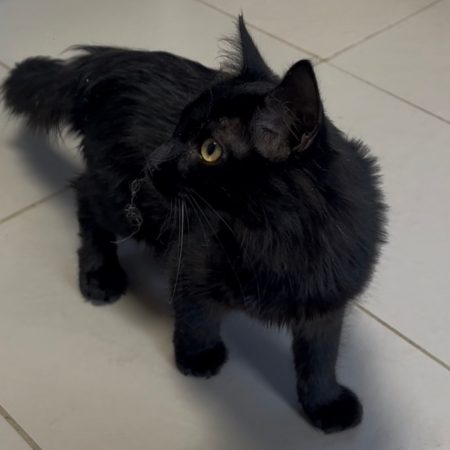 Rosie - Chat Européen à adopter
