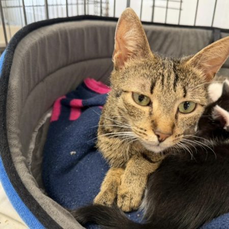 Anaya - Chat Européen à adopter