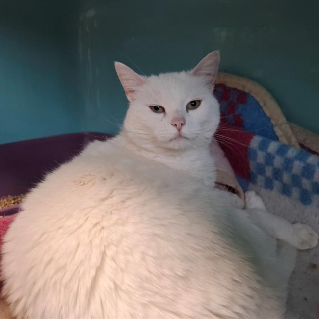 Photo de Kali