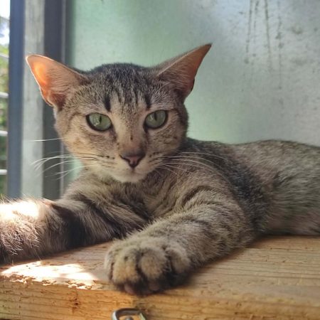 Sherifa - Chat Européen à adopter
