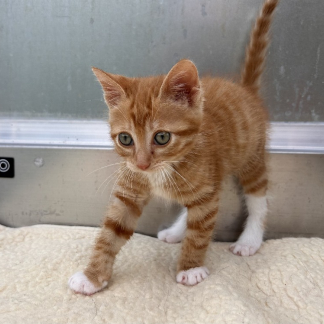 Photo de Biscuit