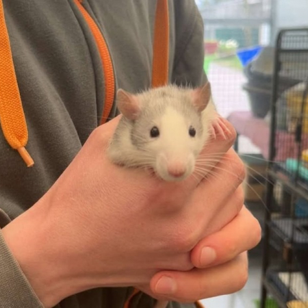 Boris - Rongeur Rat à adopter