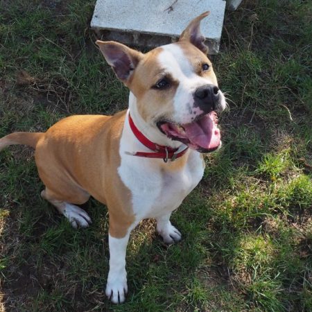 Alya - Chien à adopter