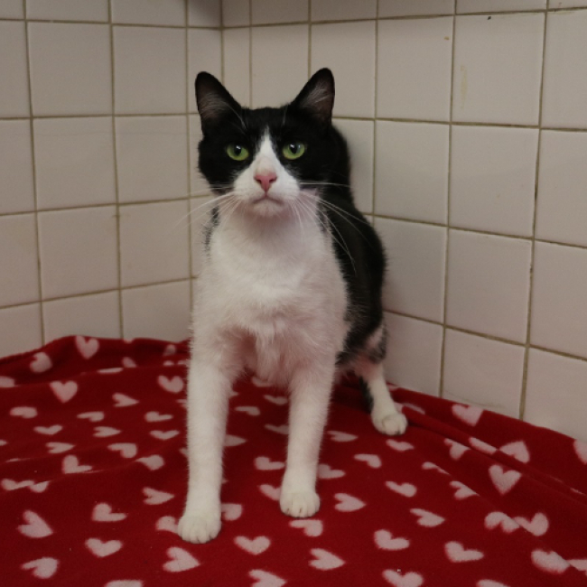 Photo de Chataigne