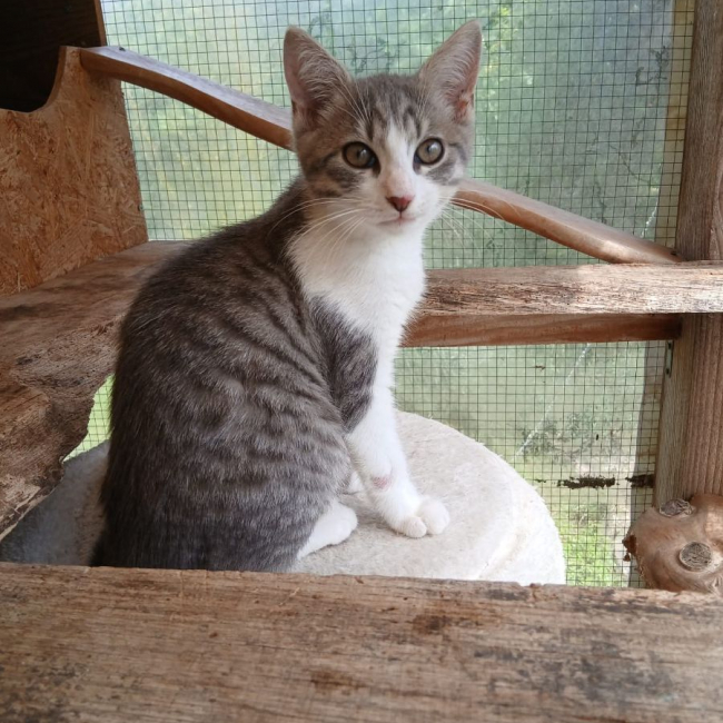 Photo de Bambino