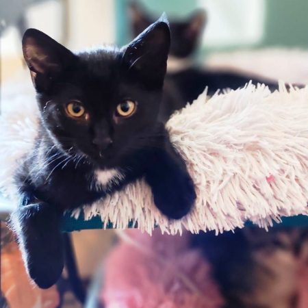 CACHOU - Chat à adopter