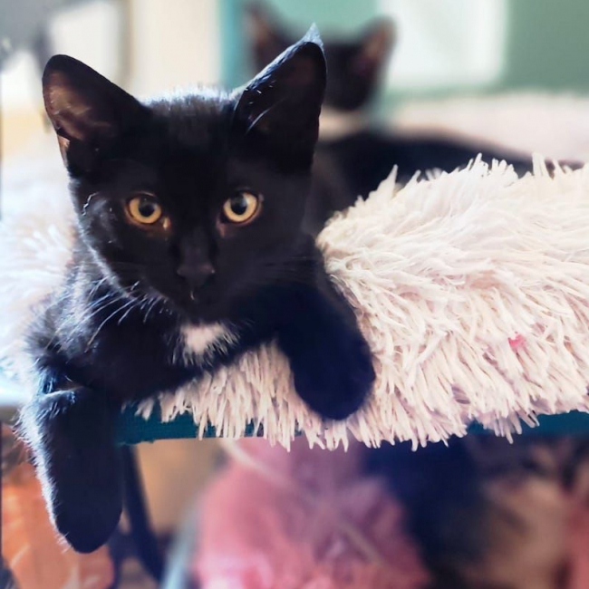 Photo de CACHOU