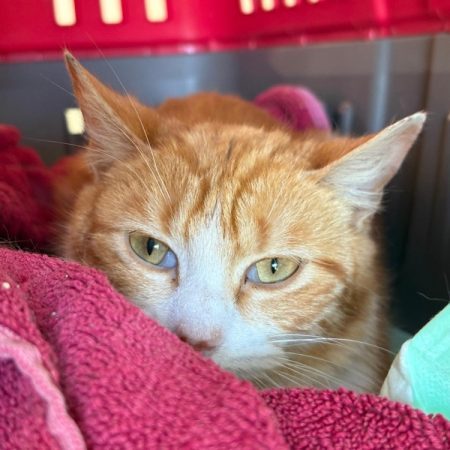 Pich - Chat Européen à adopter