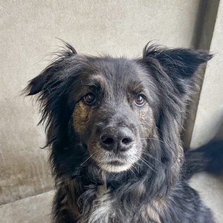 Mala - Chien à adopter