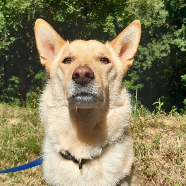 Photo de Loki