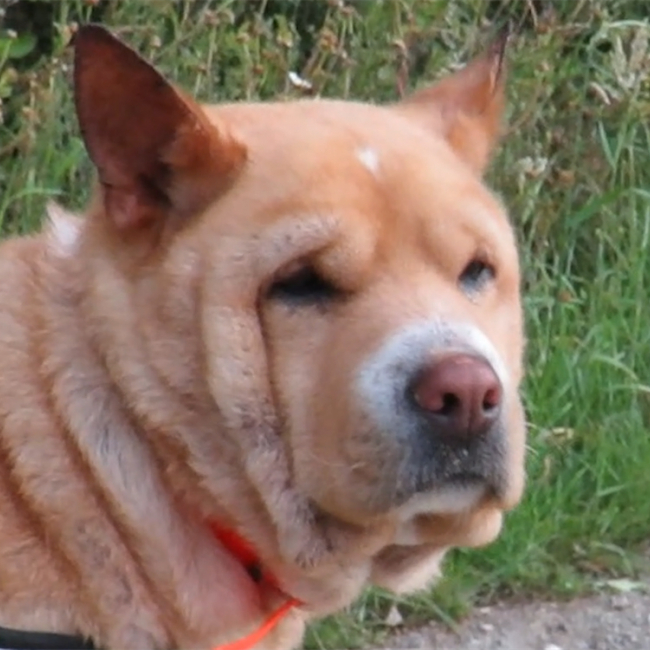Photo de Shiro
