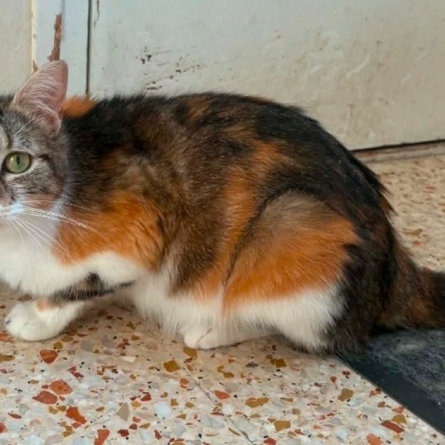 Photo de Melba