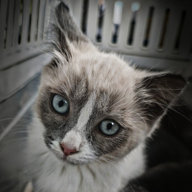 Photo de Pocahontas