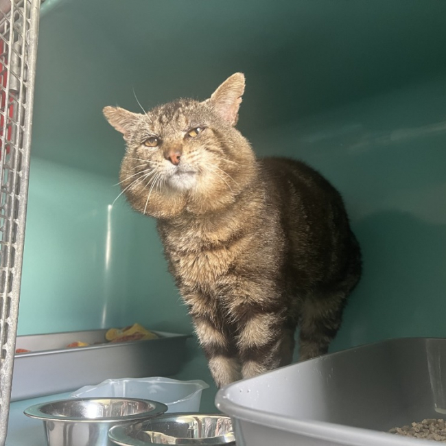 Photo de Simba