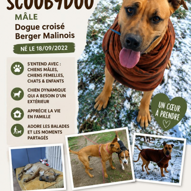 Photo de Scoobydoo