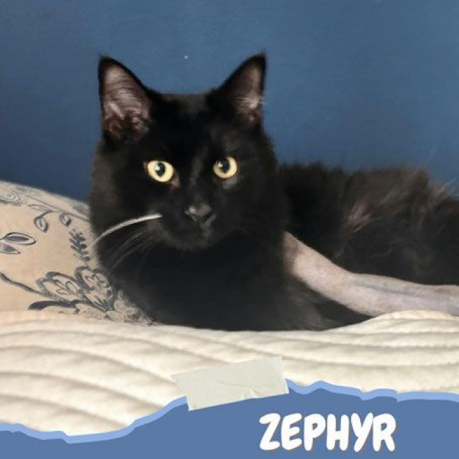 Photo de Zephyr