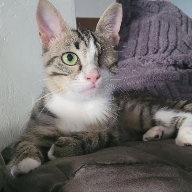 Photo de Pebbles