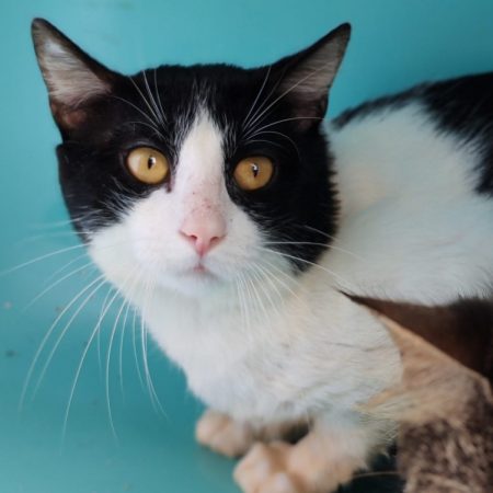 Salami - Chat Européen à adopter