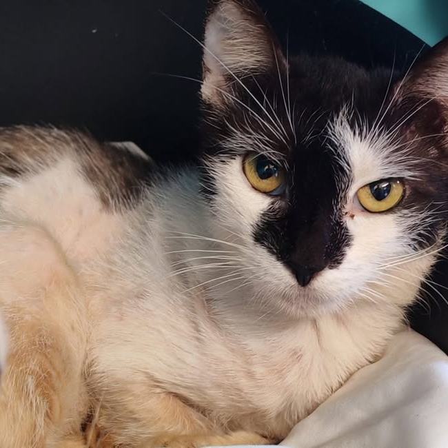 Photo de Chou de bruxelles