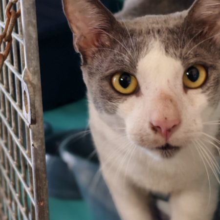 Prince - Chat Européen à adopter