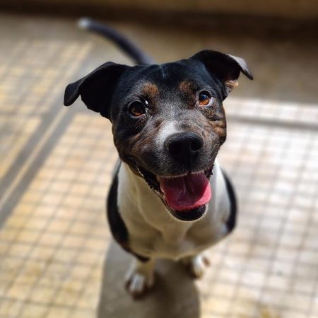 Chipolata - Chien à adopter