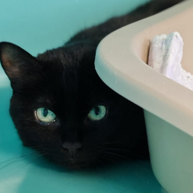 Photo de Djambalaya