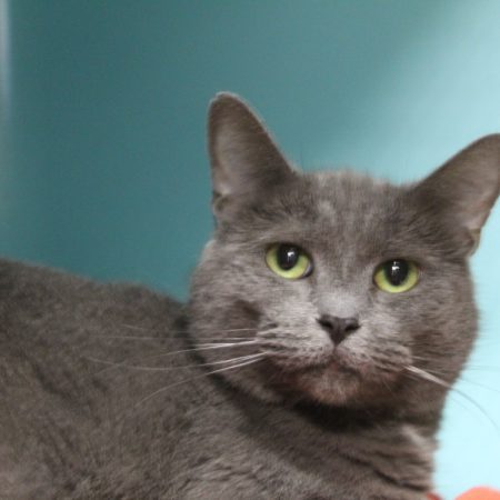 Adile - Chat Européen à adopter