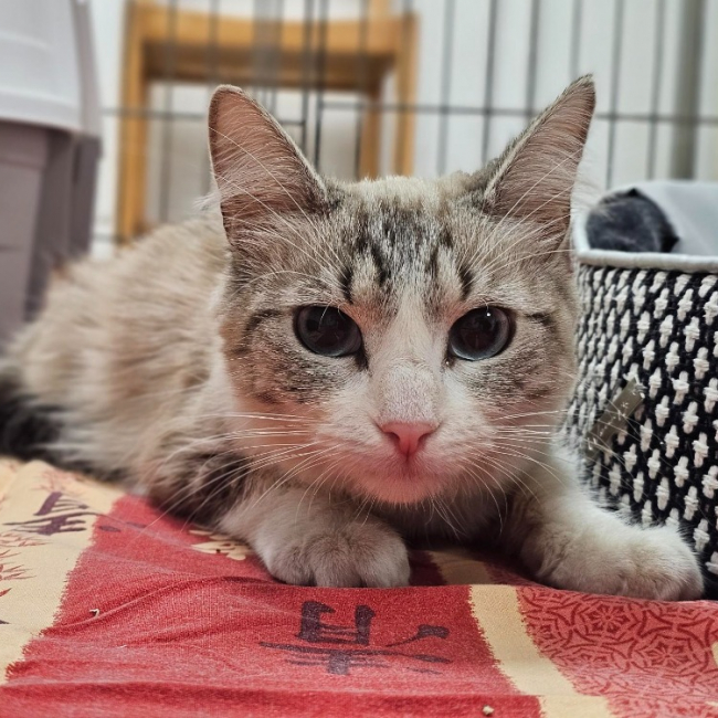 Photo de Luna