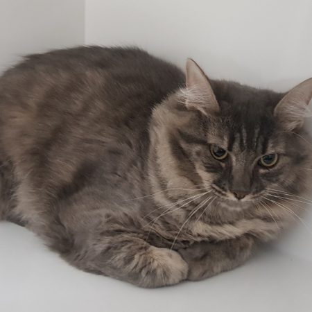 Groza - Chat Européen à adopter