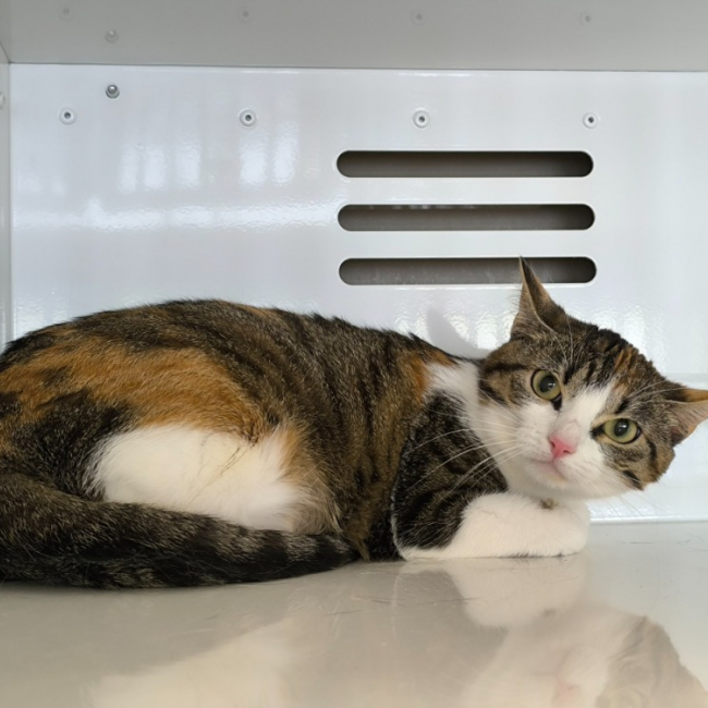 Photo de Nala
