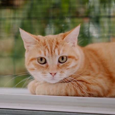 Fidji - Chat Européen à adopter