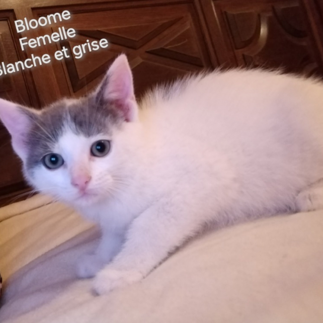 Bloome