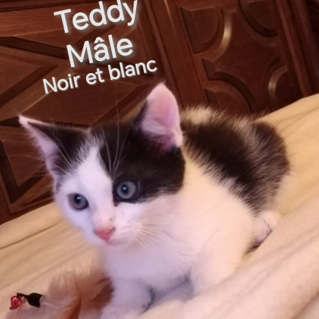 Teddy