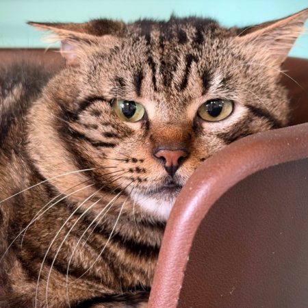 Clegan - Chat Européen à adopter