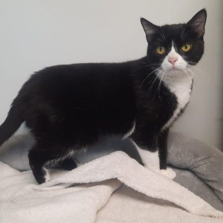 Moka - Chat Européen à adopter