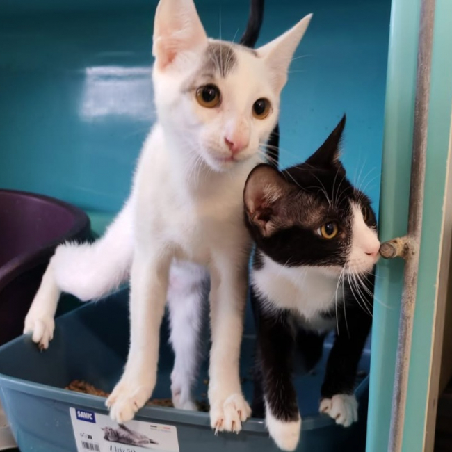 Photo de Bijou