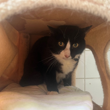 Boubi - Chat à adopter