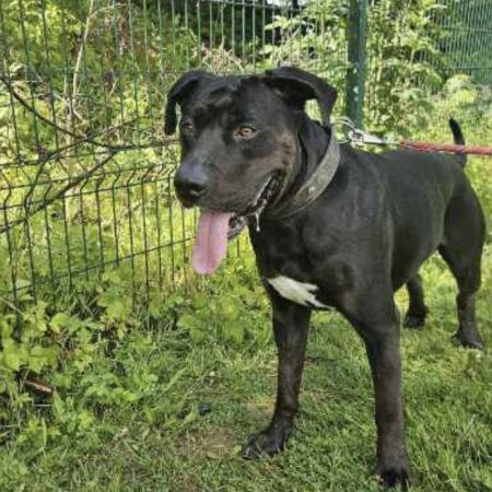 Vox - Chien à adopter