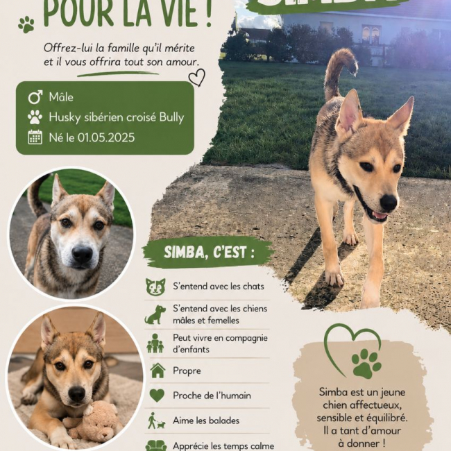 Photo de Simba 