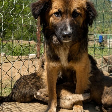 Melody - Chien à adopter