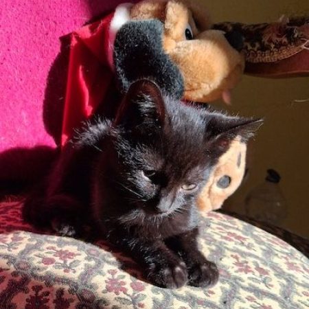 MYSTIC - Chat à adopter