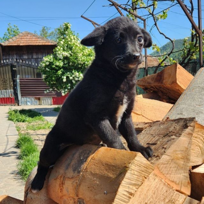 Pipa