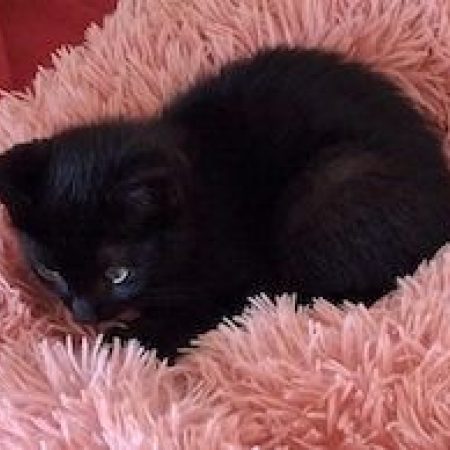 MOUSTIC - Chat à adopter