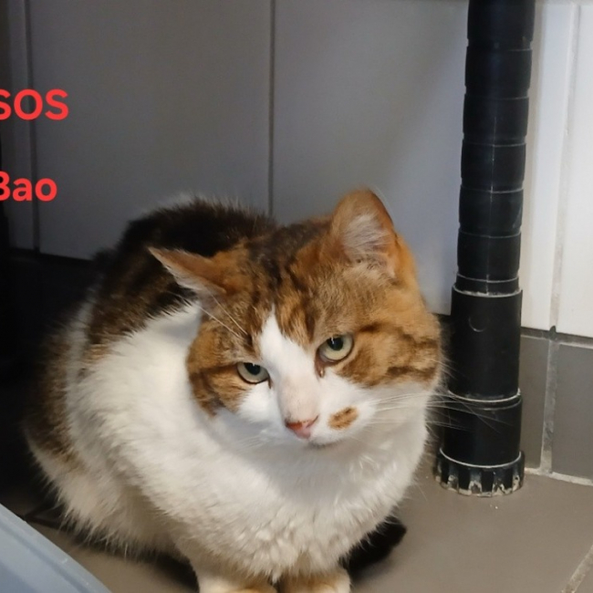 Bao